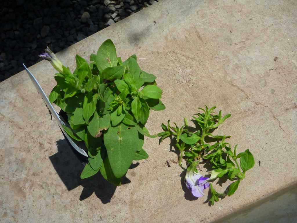 f:id:verandarosegarden:20180622163303j:plain f:id:verandarosegarden:20180622163303j:plain