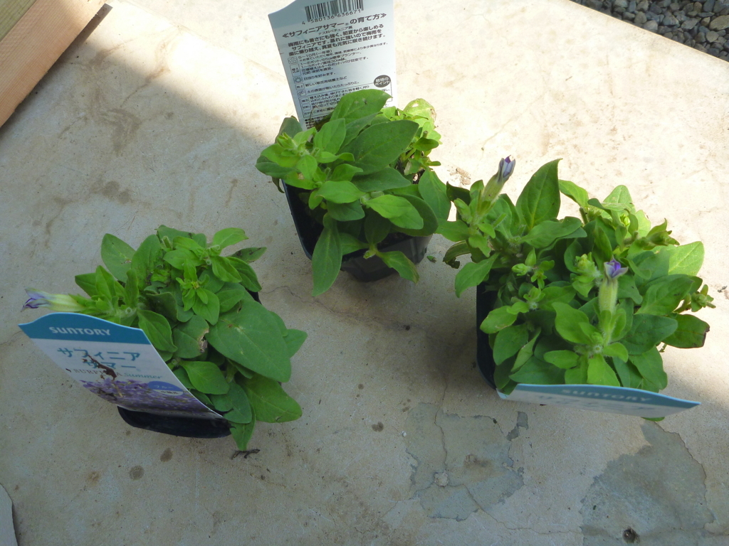 f:id:verandarosegarden:20180622163402j:plain f:id:verandarosegarden:20180622163402j:plain