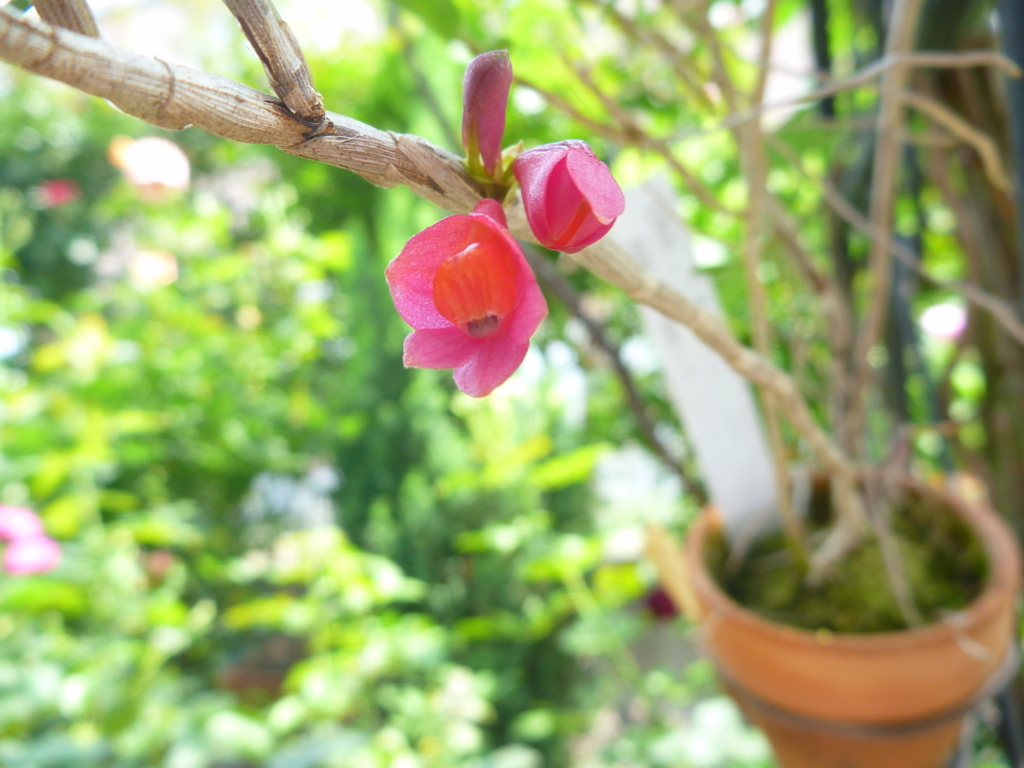 f:id:verandarosegarden:20180626144958j:plain f:id:verandarosegarden:20180626144958j:plain