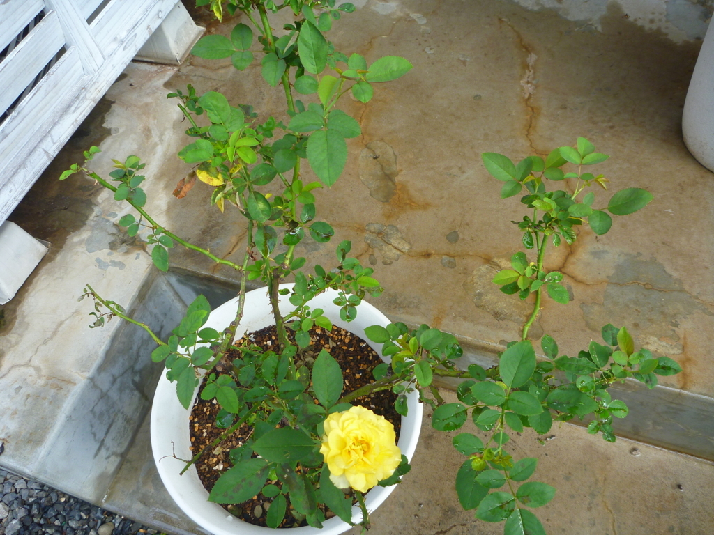 f:id:verandarosegarden:20180811105206j:plain