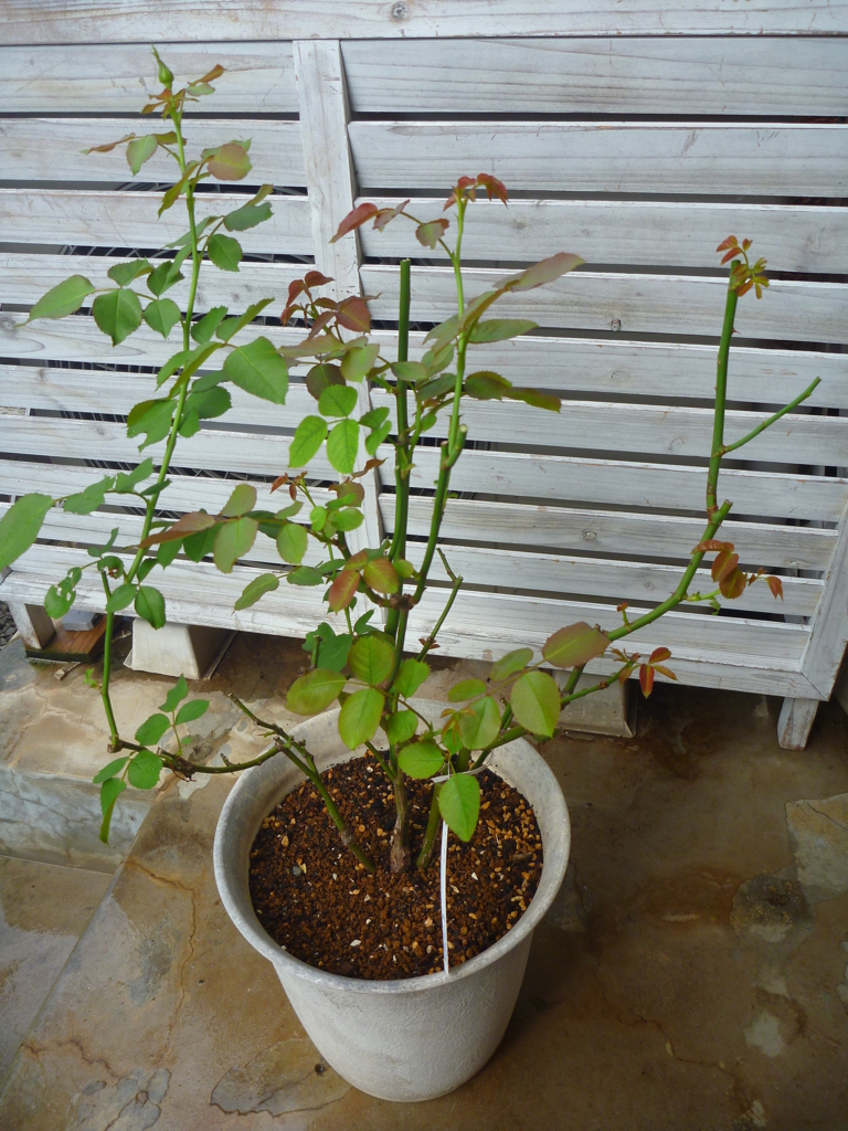 f:id:verandarosegarden:20180811112031j:plain f:id:verandarosegarden:20180811112031j:plain