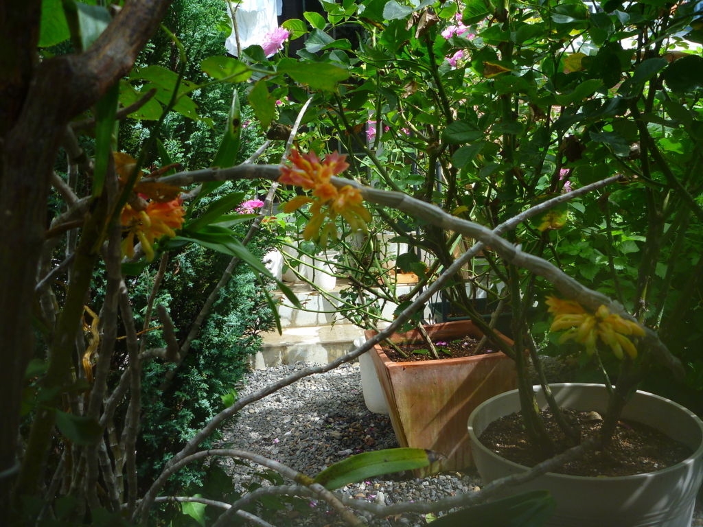 f:id:verandarosegarden:20180825102700j:plain f:id:verandarosegarden:20180825102700j:plain