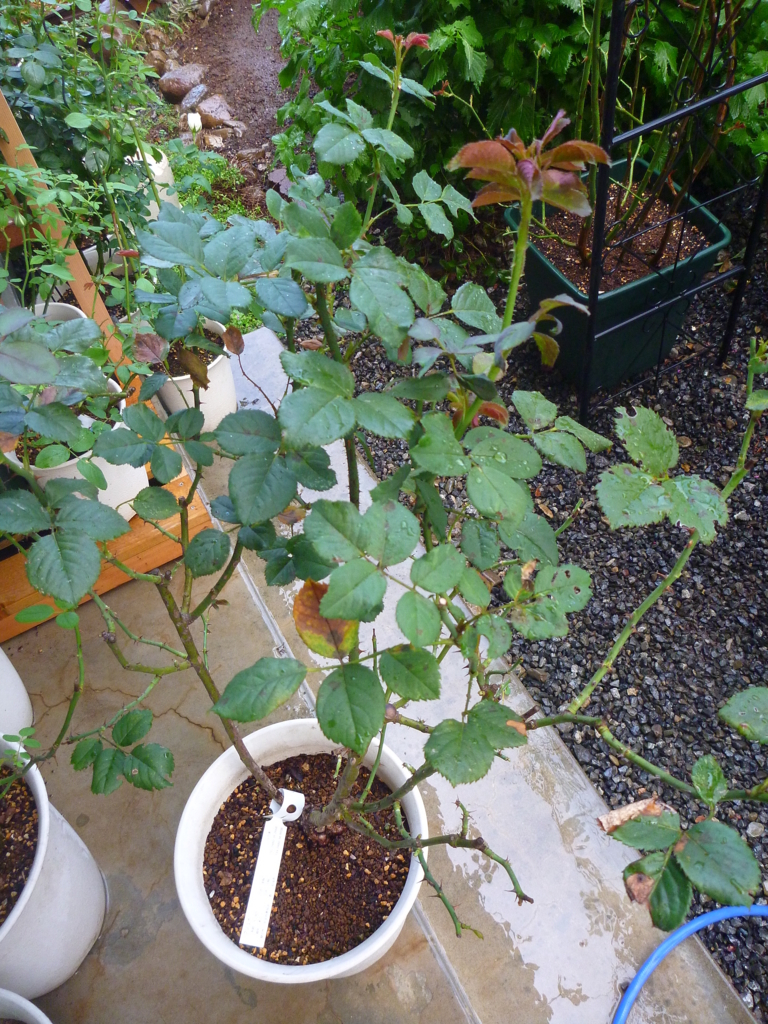 f:id:verandarosegarden:20180825203814j:plain