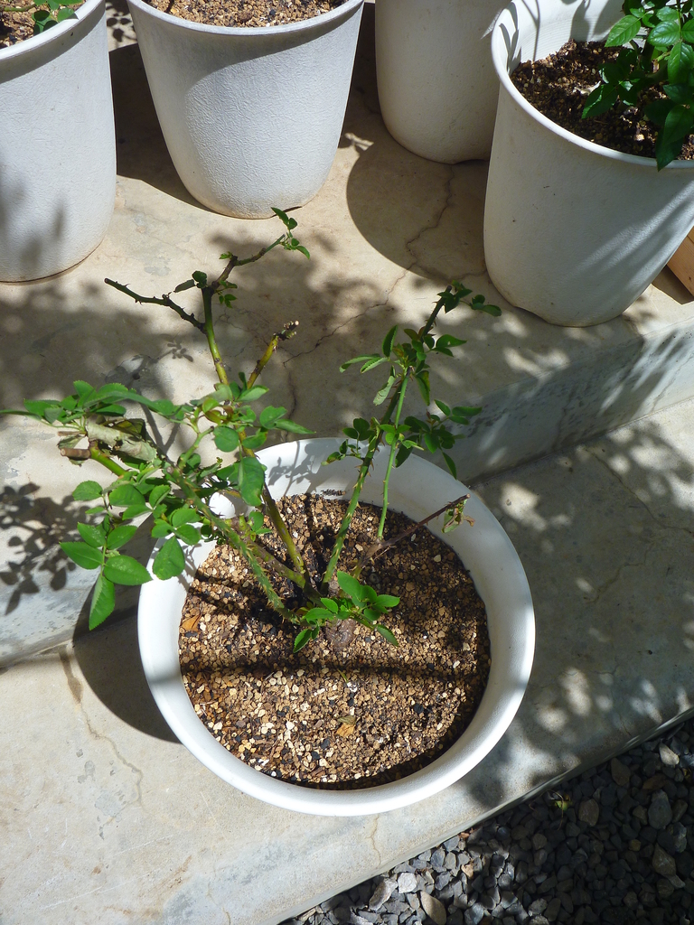 f:id:verandarosegarden:20180908131641j:plain f:id:verandarosegarden:20180908131641j:plain