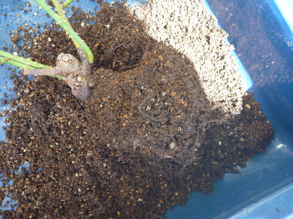 f:id:verandarosegarden:20180908131803j:plain f:id:verandarosegarden:20180908131803j:plain