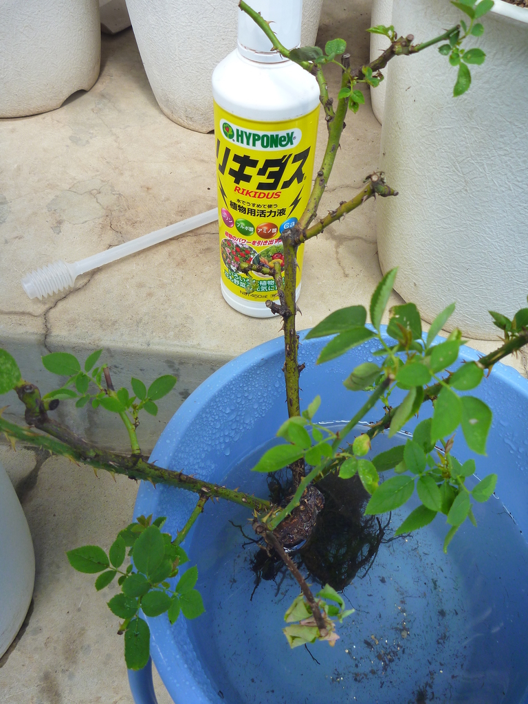 f:id:verandarosegarden:20180908132011j:plain f:id:verandarosegarden:20180908132011j:plain