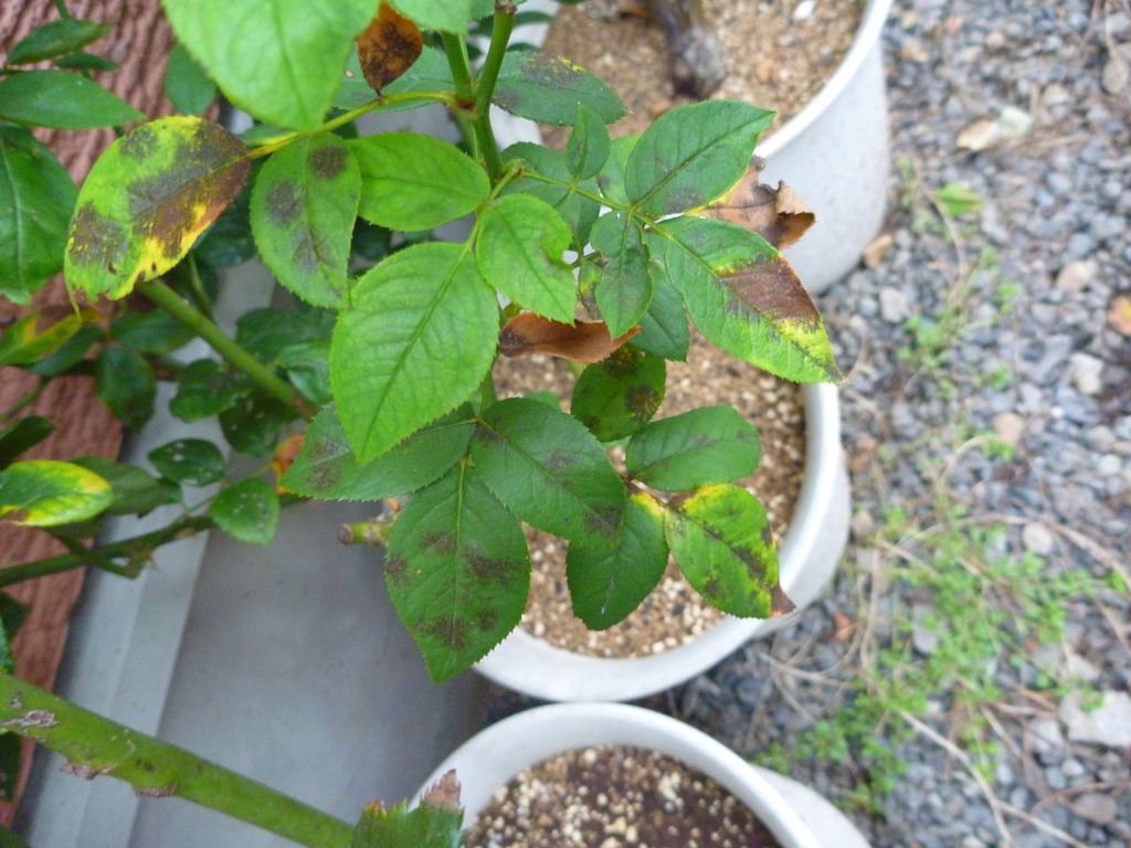 f:id:verandarosegarden:20180930082644j:plain