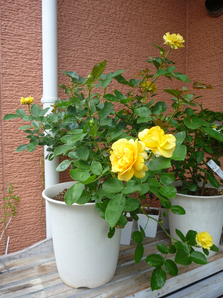 f:id:verandarosegarden:20180930090331j:plain
