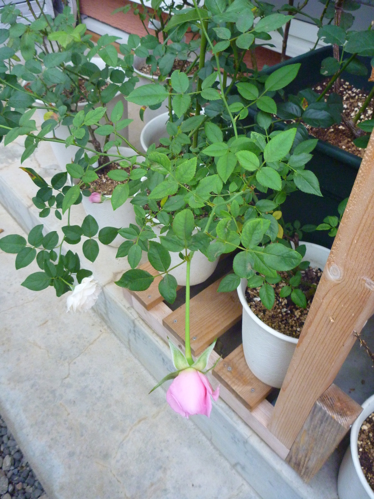 f:id:verandarosegarden:20180930100434j:plain