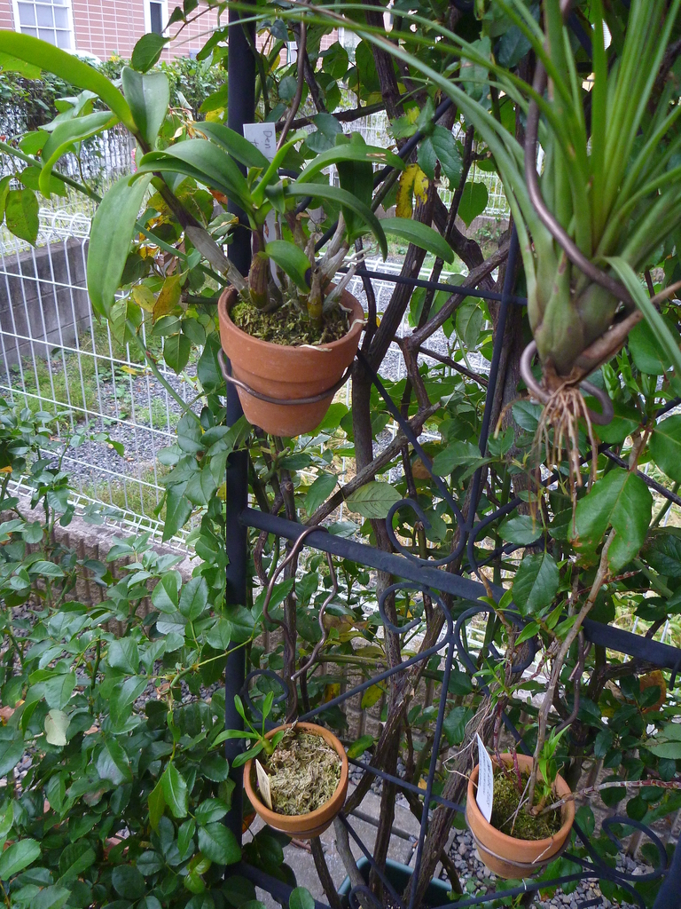 f:id:verandarosegarden:20181013082025j:plain