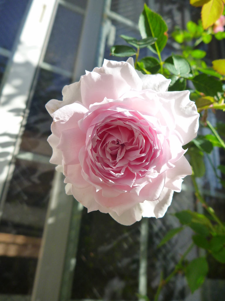 f:id:verandarosegarden:20181021194054j:plain f:id:verandarosegarden:20181021194054j:plain