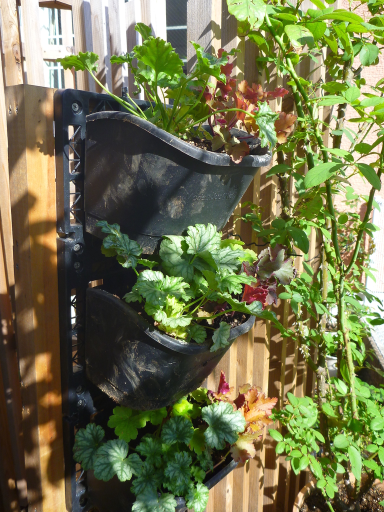 f:id:verandarosegarden:20181103193950j:plain f:id:verandarosegarden:20181103193950j:plain