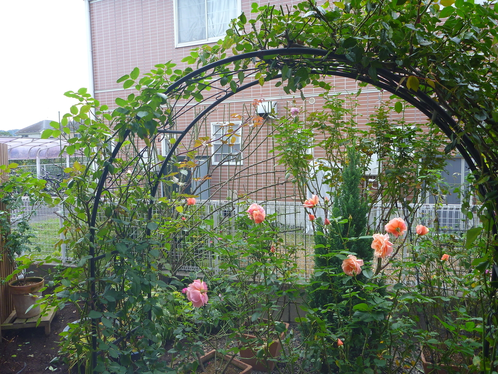 f:id:verandarosegarden:20181111165851j:plain