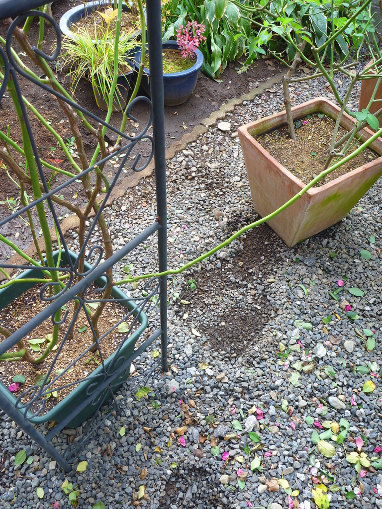 f:id:verandarosegarden:20181111170225j:plain