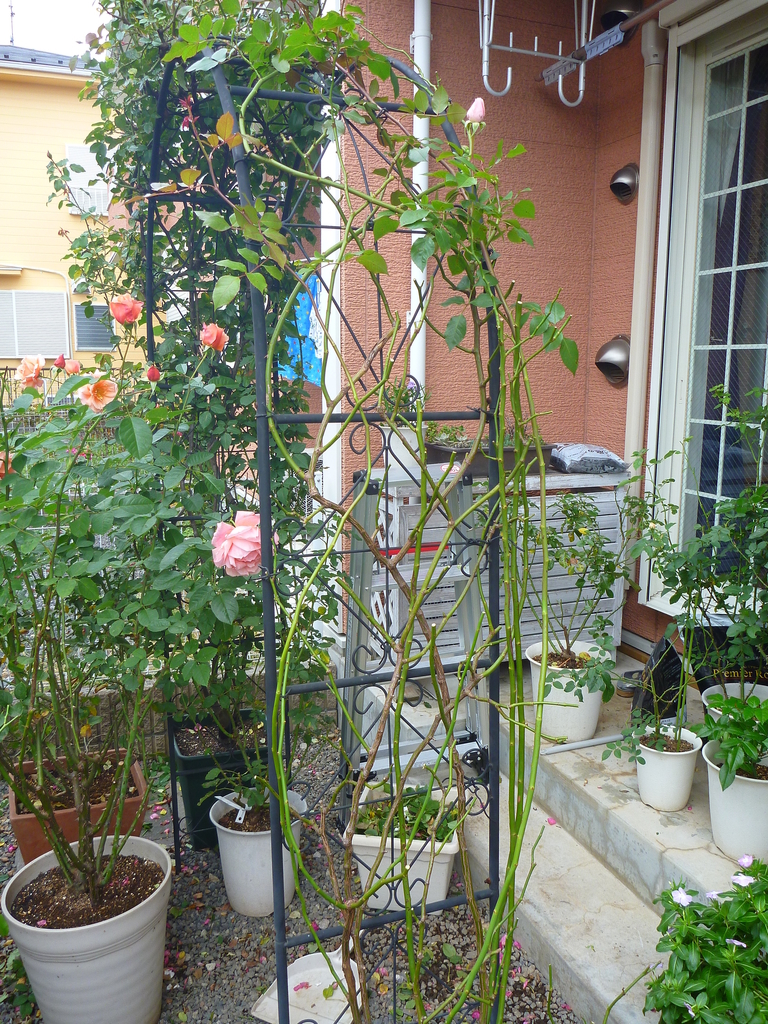 f:id:verandarosegarden:20181111170444j:plain