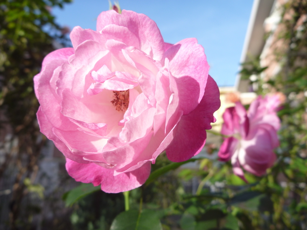 f:id:verandarosegarden:20181117083308j:plain f:id:verandarosegarden:20181117083308j:plain