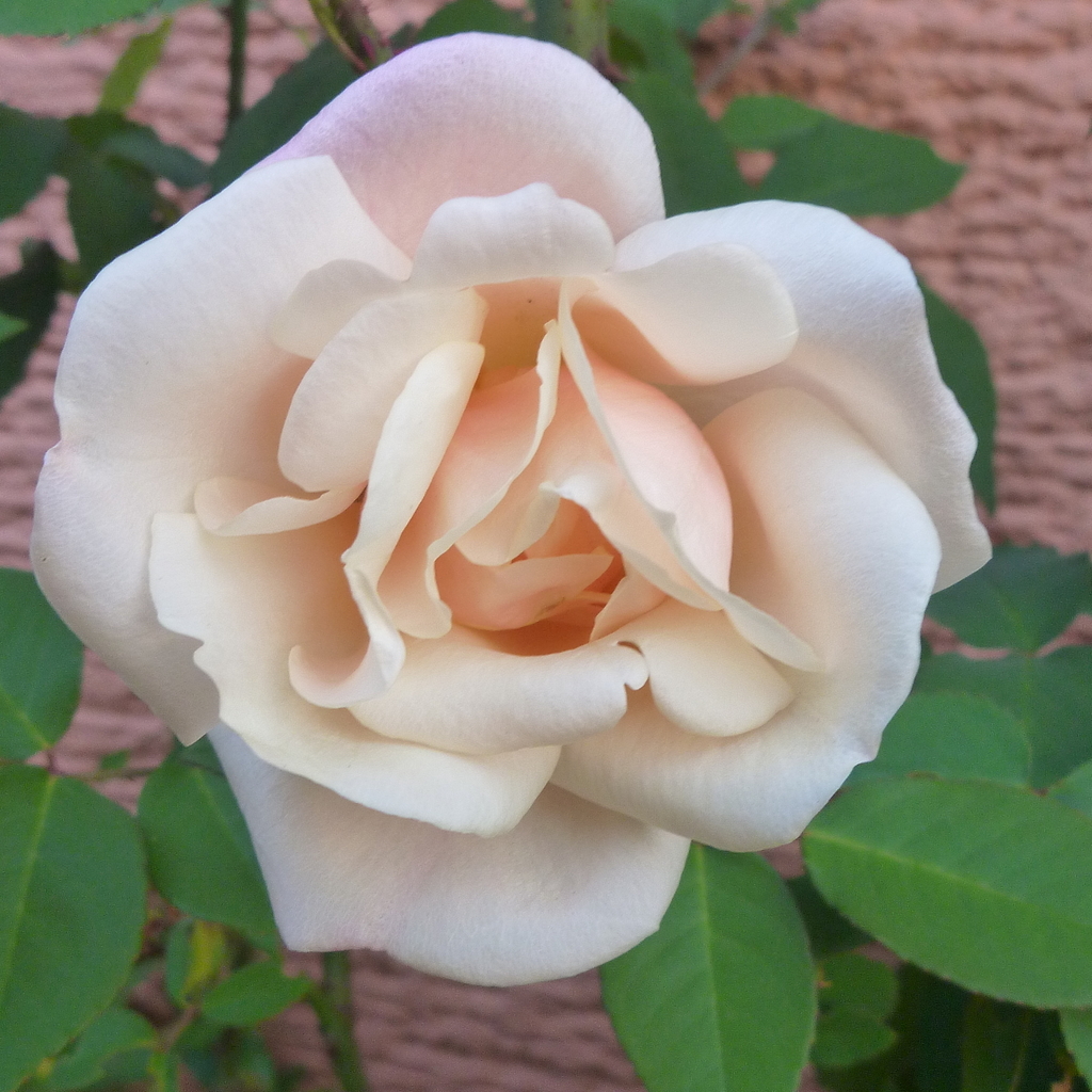 f:id:verandarosegarden:20181201124929j:plain