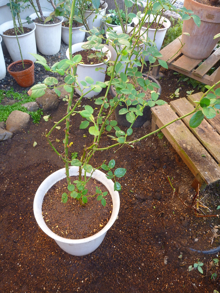 f:id:verandarosegarden:20181202051701j:plain