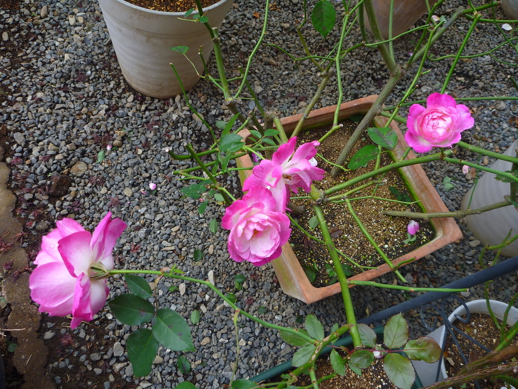 f:id:verandarosegarden:20181208114140j:plain f:id:verandarosegarden:20181208114140j:plain