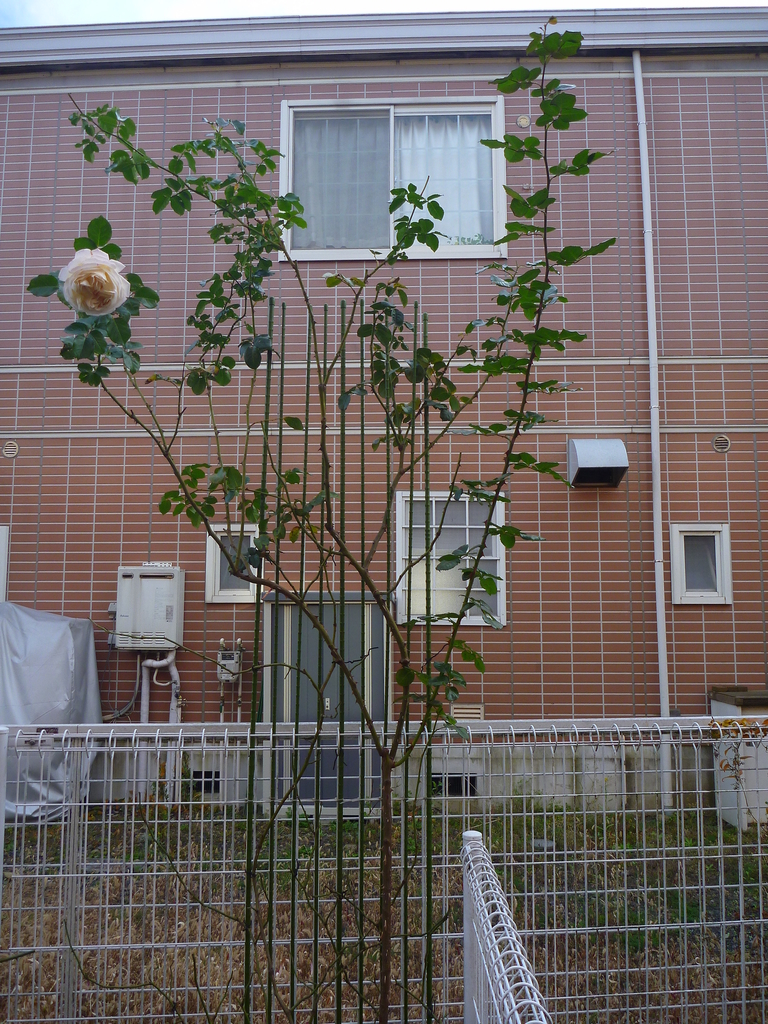 f:id:verandarosegarden:20181209155711j:plain f:id:verandarosegarden:20181209155711j:plain