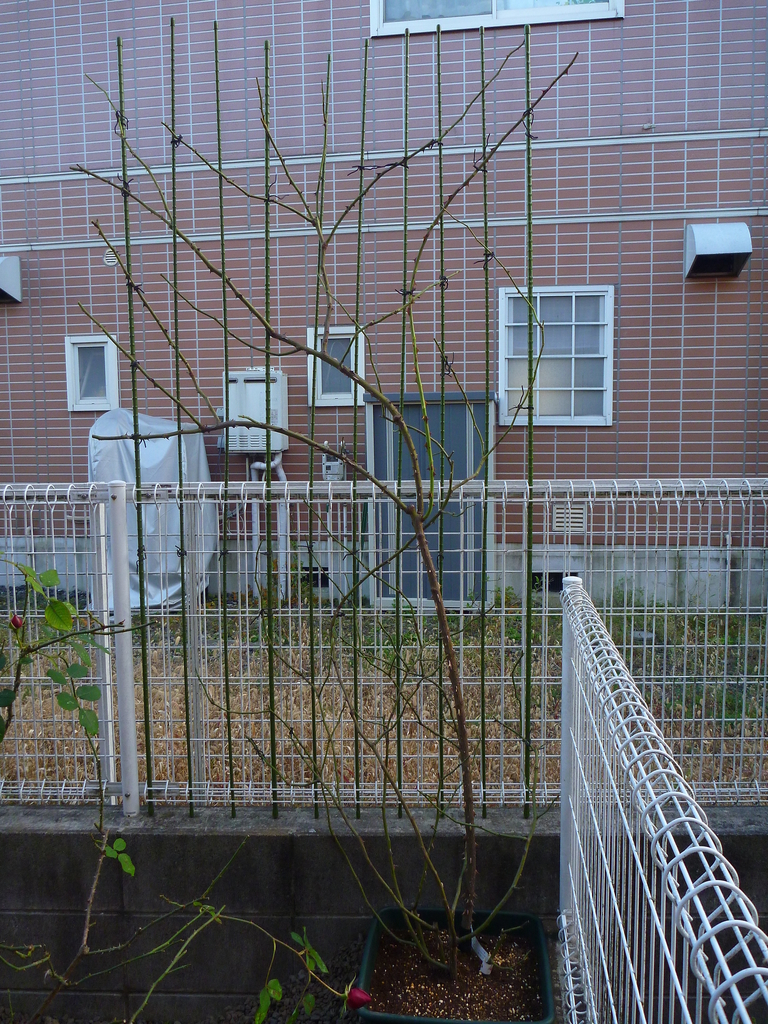 f:id:verandarosegarden:20181209155916j:plain f:id:verandarosegarden:20181209155916j:plain