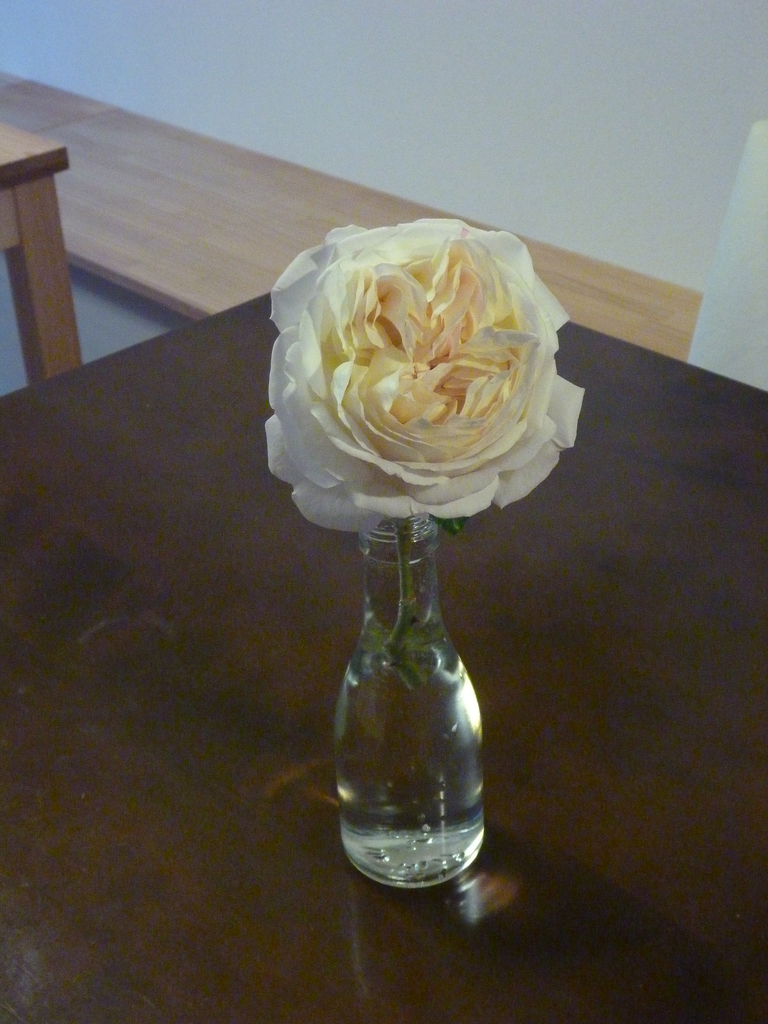 f:id:verandarosegarden:20181209160340j:plain f:id:verandarosegarden:20181209160340j:plain