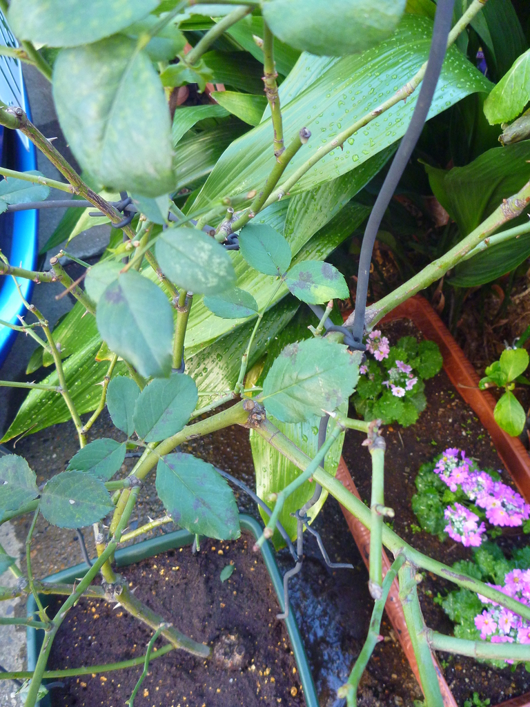 f:id:verandarosegarden:20181229204326j:plain