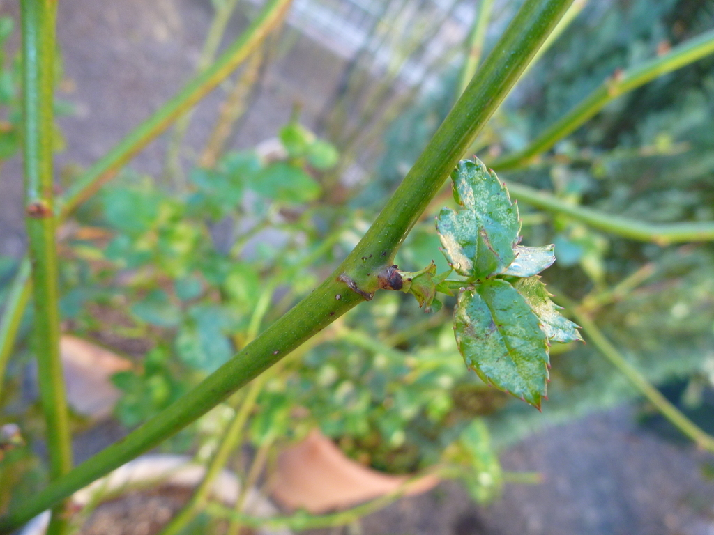 f:id:verandarosegarden:20190103143123j:plain
