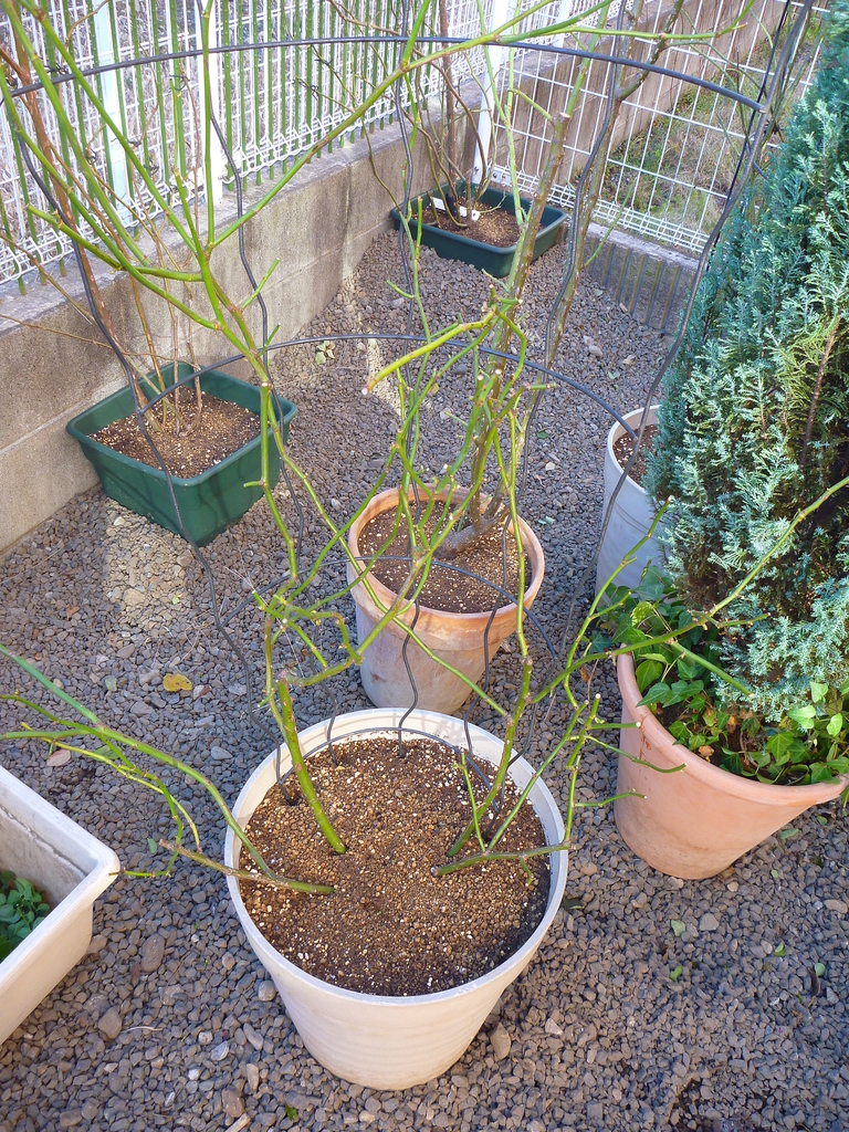f:id:verandarosegarden:20190103143237j:plain