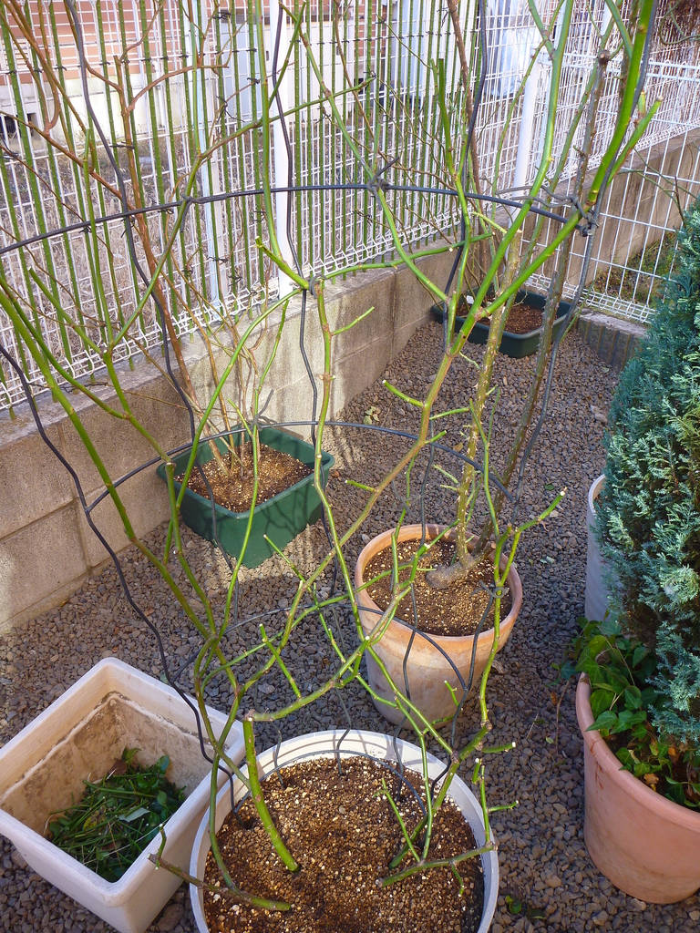f:id:verandarosegarden:20190103162300j:plain