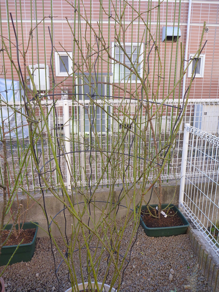 f:id:verandarosegarden:20190103164838j:plain