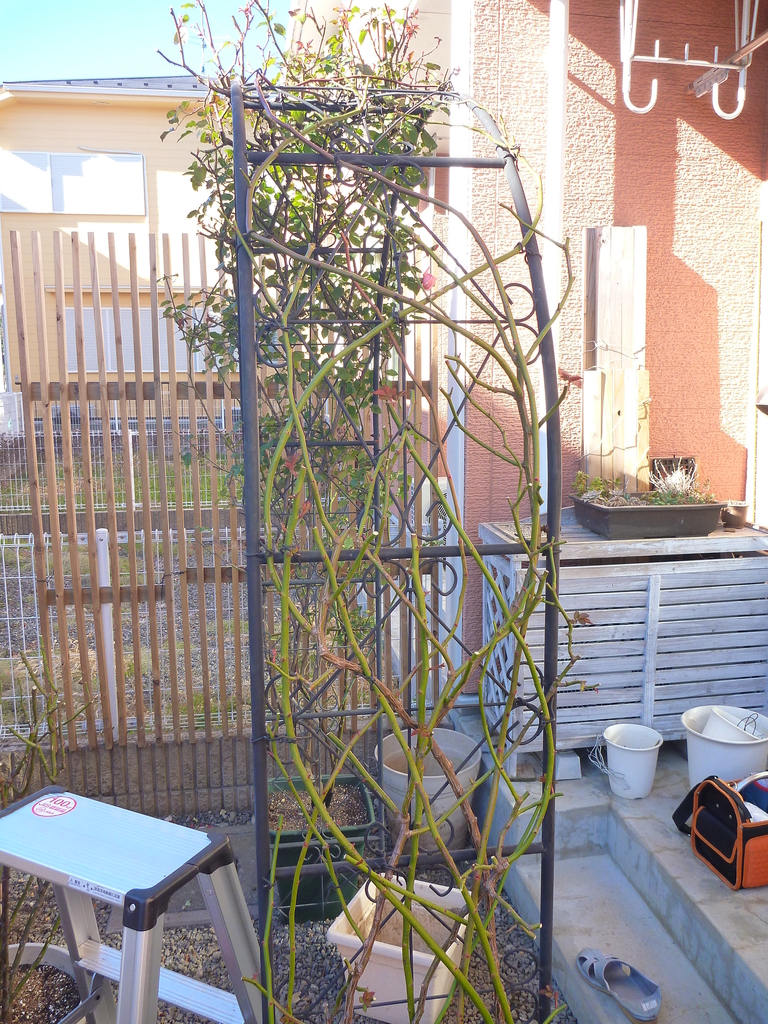 f:id:verandarosegarden:20190103192132j:plain