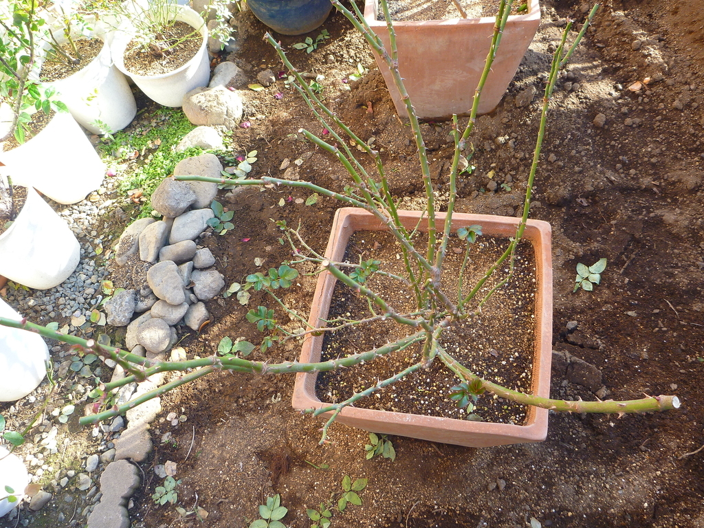 f:id:verandarosegarden:20190106104449j:plain