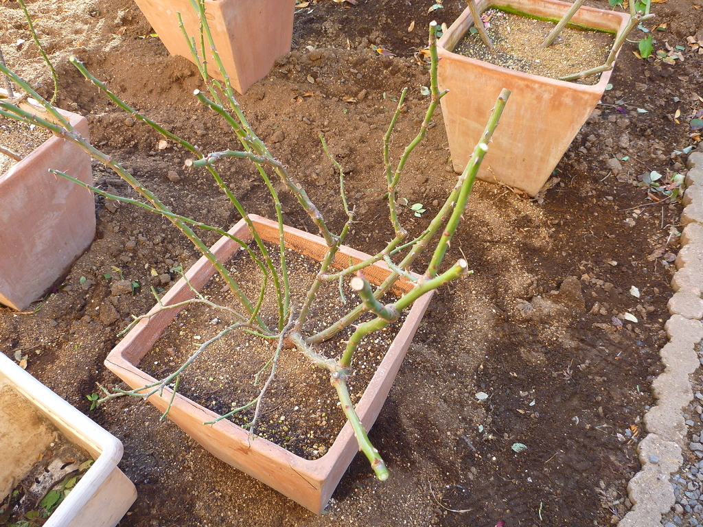 f:id:verandarosegarden:20190106104742j:plain