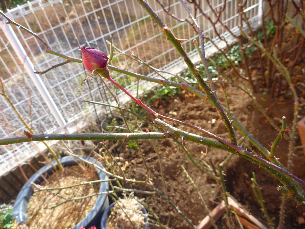 f:id:verandarosegarden:20190106105438j:plain