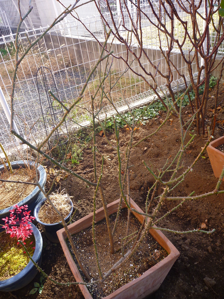 f:id:verandarosegarden:20190106105822j:plain