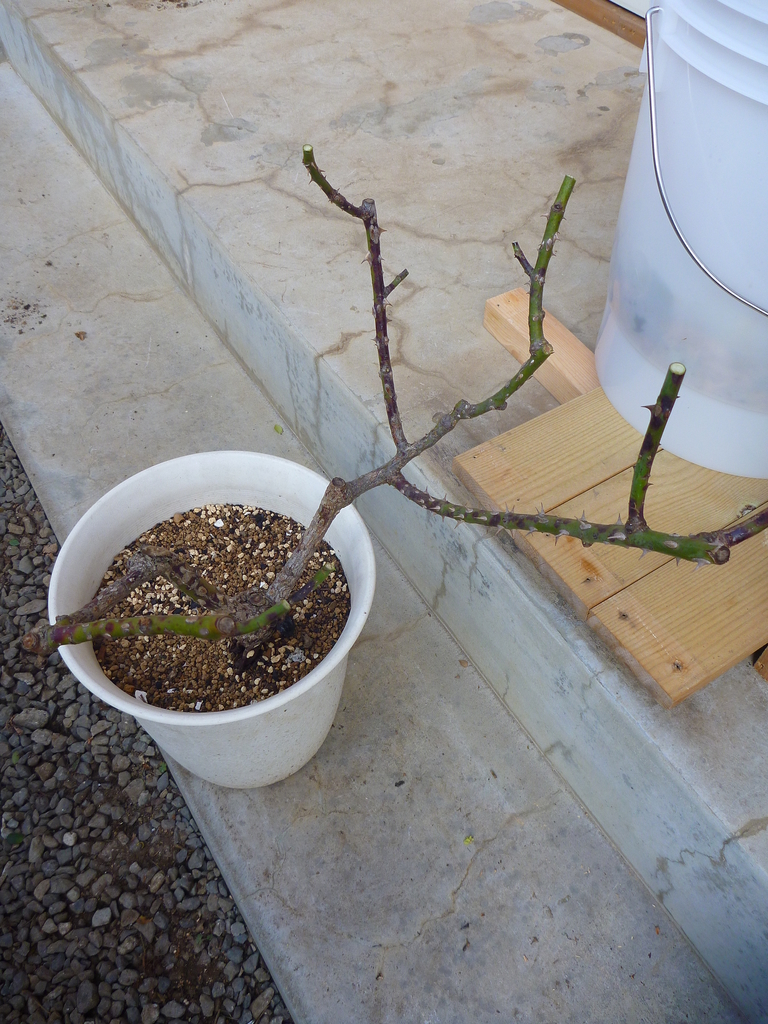 f:id:verandarosegarden:20190106115655j:plain