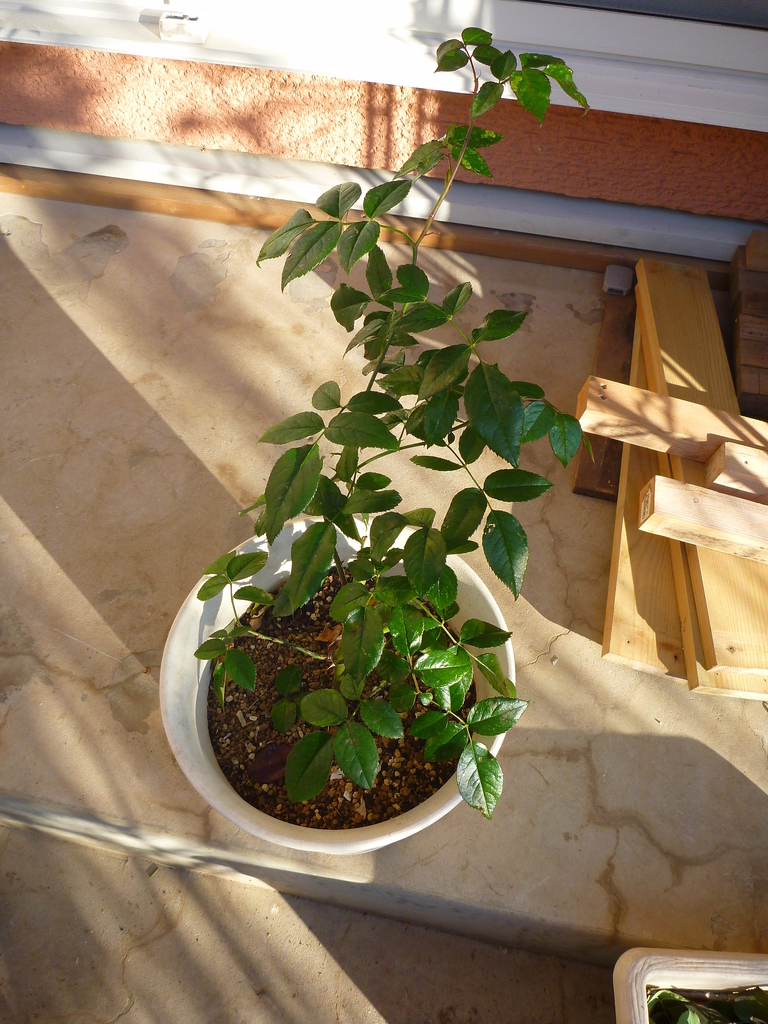 f:id:verandarosegarden:20190122090045j:plain f:id:verandarosegarden:20190122090045j:plain