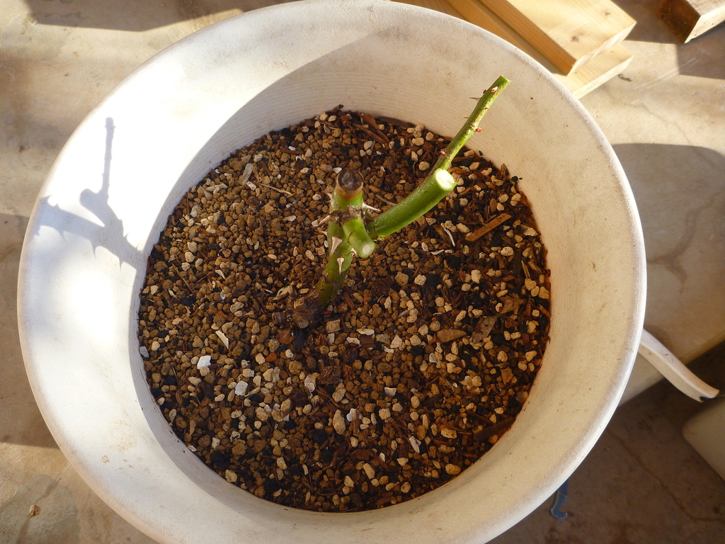 f:id:verandarosegarden:20190122090318j:plain f:id:verandarosegarden:20190122090318j:plain