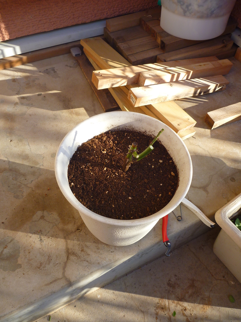 f:id:verandarosegarden:20190122090403j:plain f:id:verandarosegarden:20190122090403j:plain