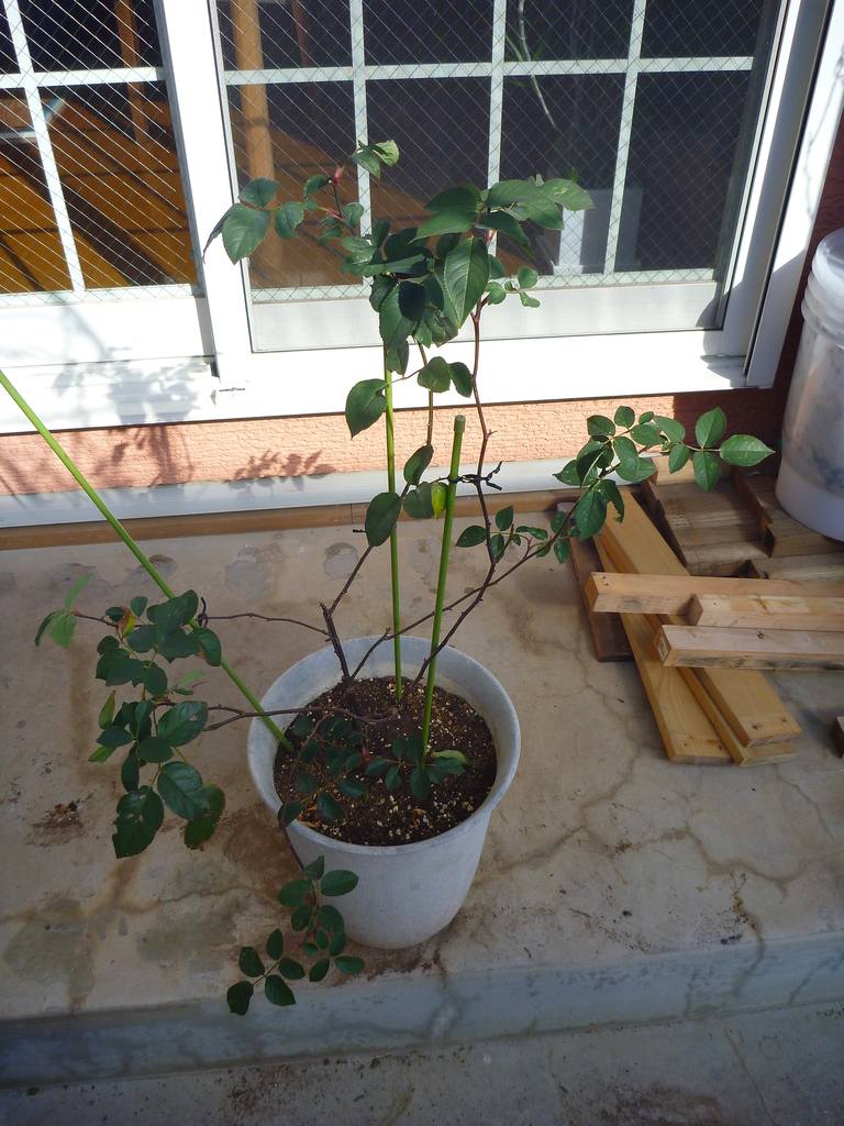 f:id:verandarosegarden:20190122170250j:plain