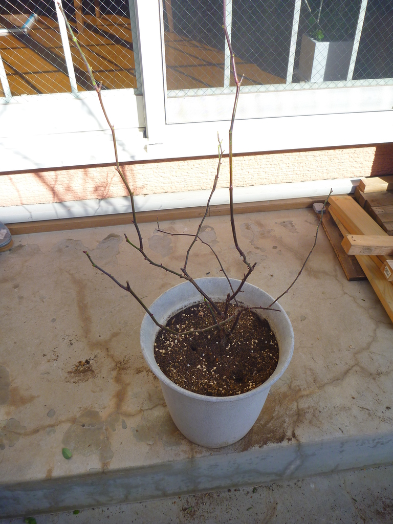 f:id:verandarosegarden:20190122170709j:plain