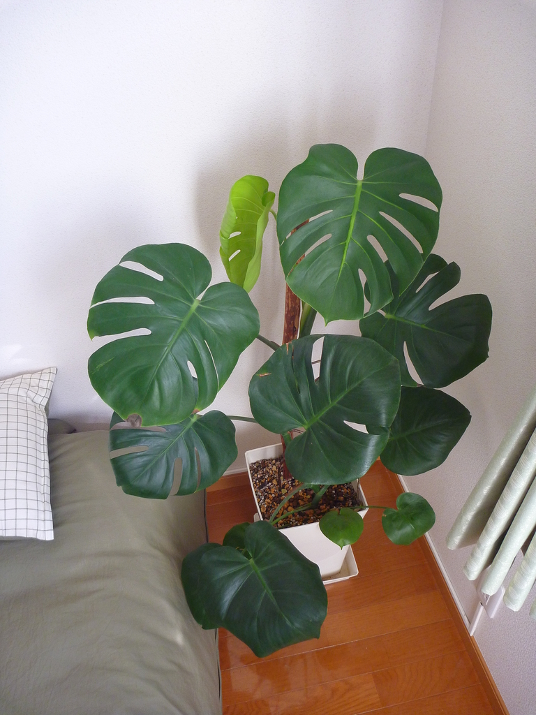 f:id:verandarosegarden:20190203202530j:plain