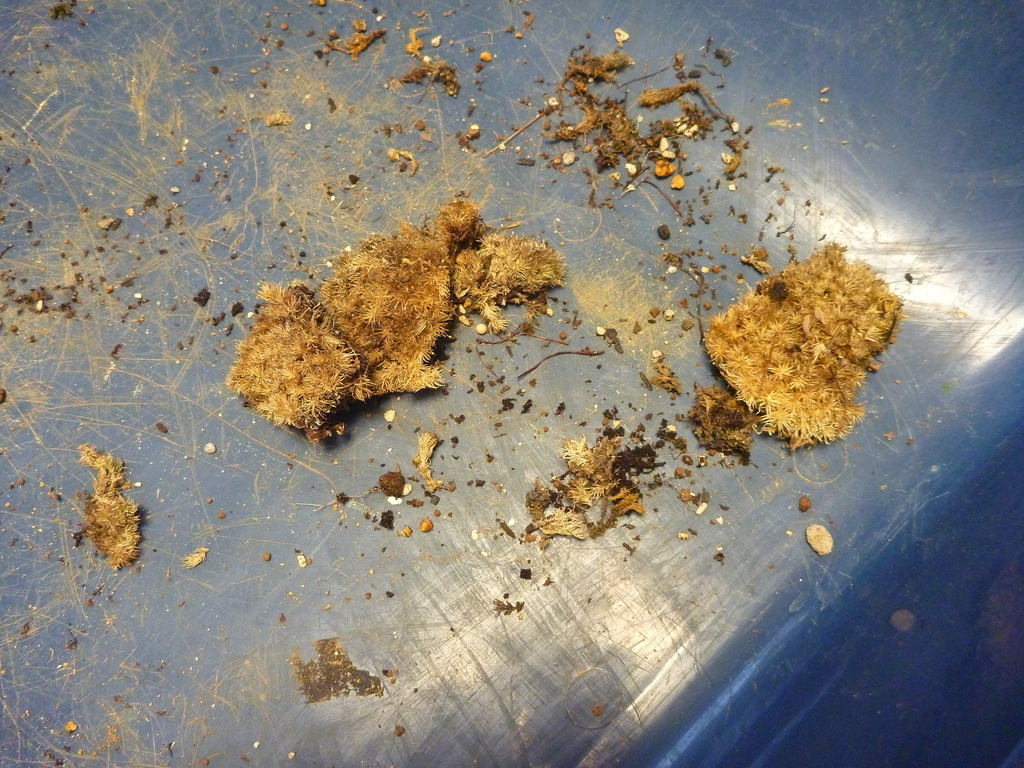 f:id:verandarosegarden:20190216164108j:plain