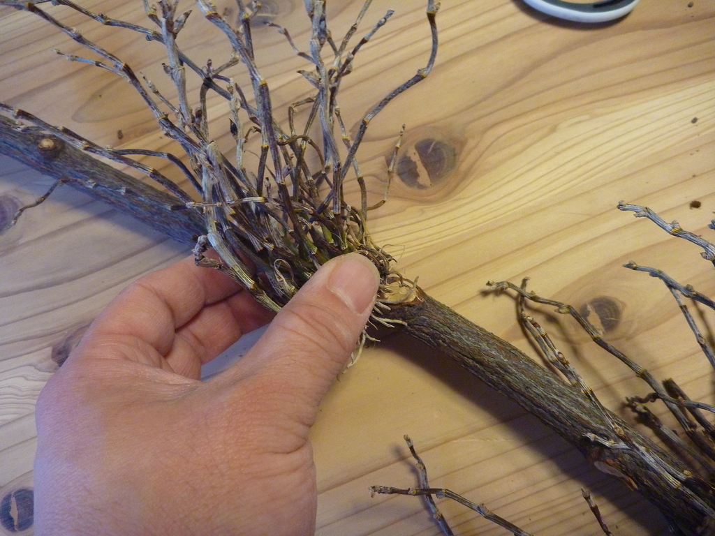 f:id:verandarosegarden:20190216164232j:plain