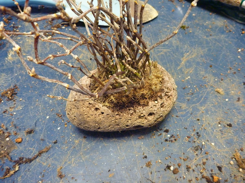 f:id:verandarosegarden:20190216164558j:plain