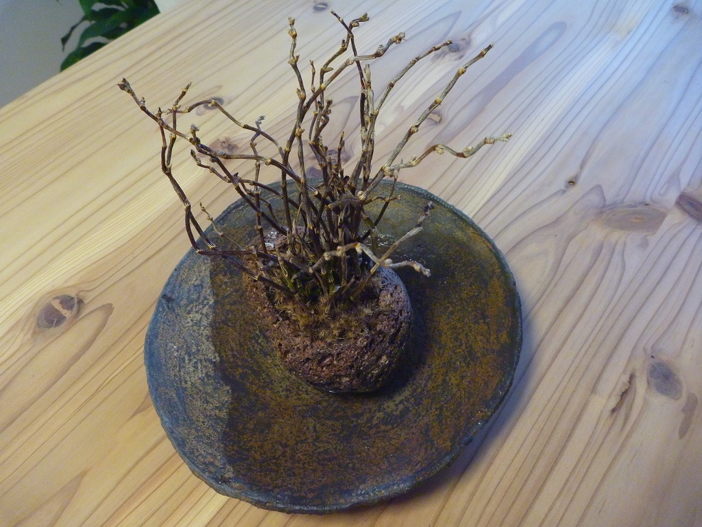 f:id:verandarosegarden:20190216164633j:plain