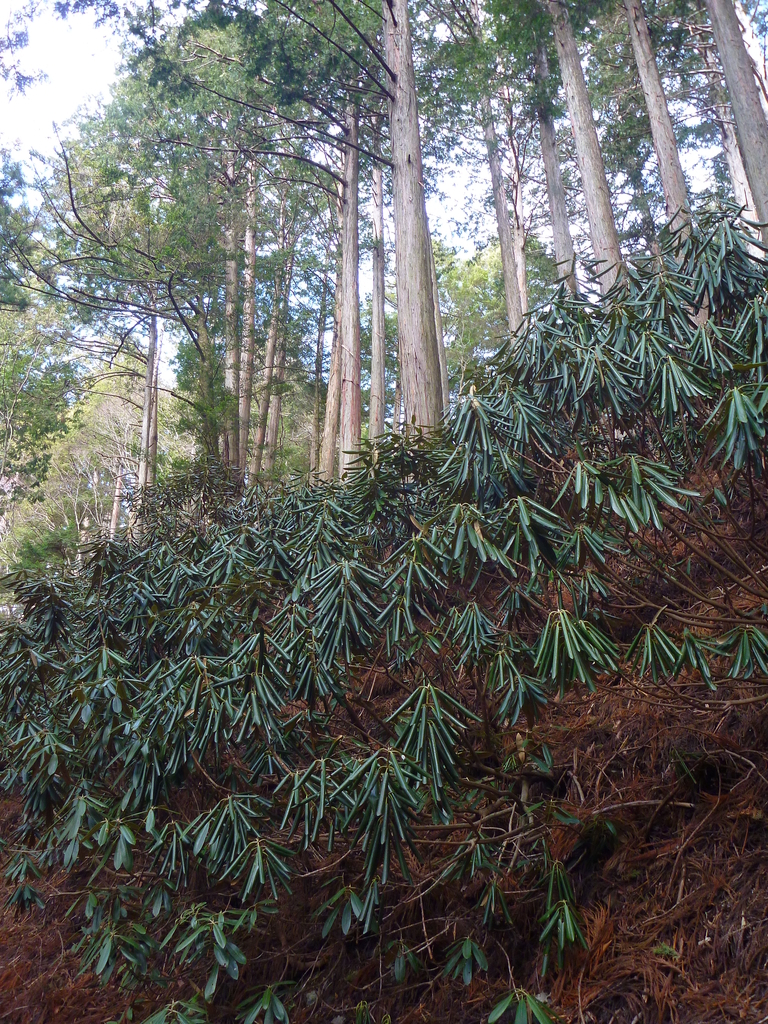 f:id:verandarosegarden:20190220210256j:plain f:id:verandarosegarden:20190220210256j:plain