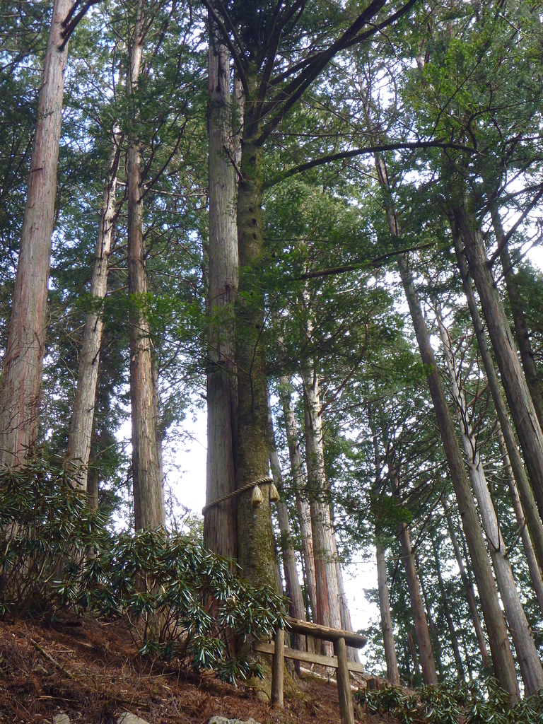 f:id:verandarosegarden:20190220210627j:plain f:id:verandarosegarden:20190220210627j:plain
