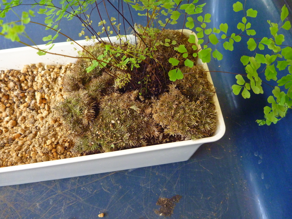 f:id:verandarosegarden:20190221095121j:plain f:id:verandarosegarden:20190221095121j:plain